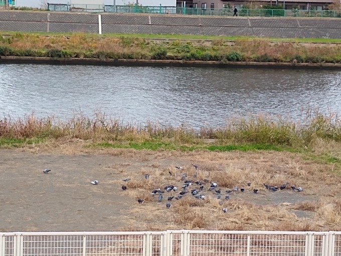 鶴見川樽町公園