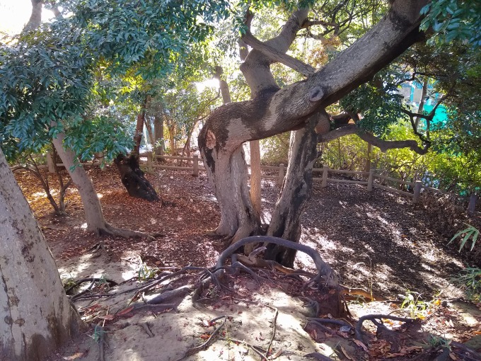 綱島公園どんぐりゾーン