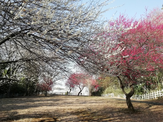 太尾見晴らしの丘公園の梅