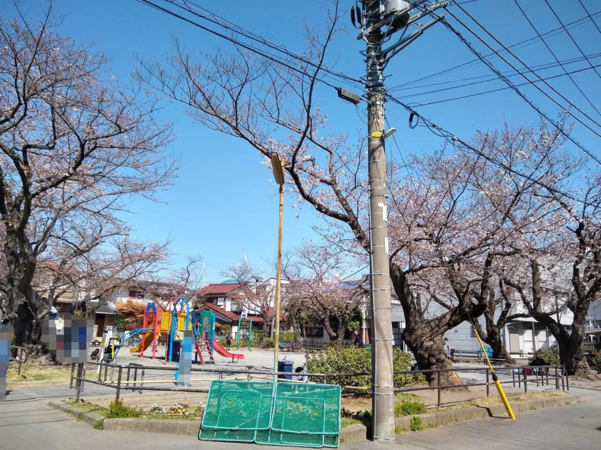 綱島西六丁目公園の桜20200325
