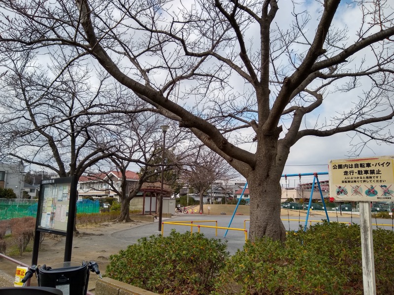 綱島東2丁目の桜