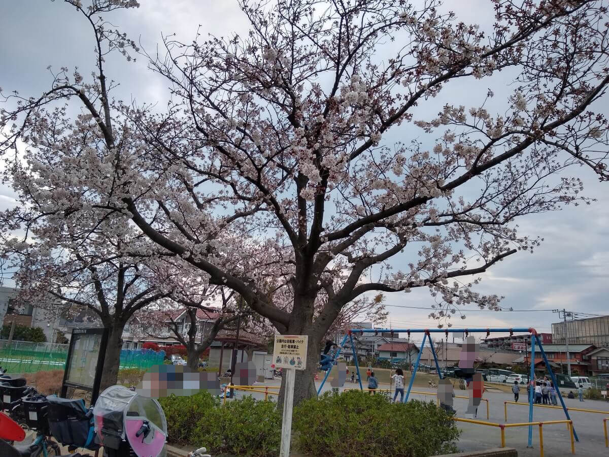綱島東2丁目公園の桜