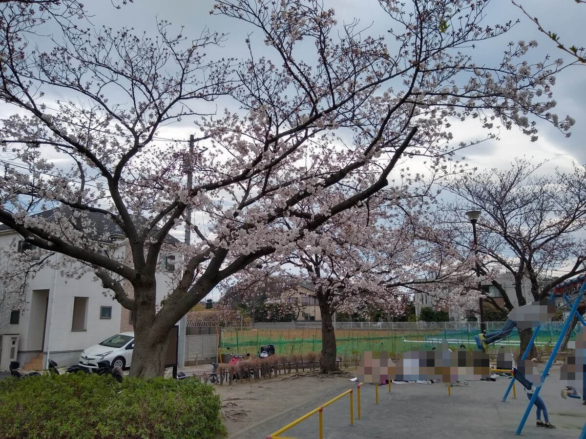 綱島東2丁目公園の桜