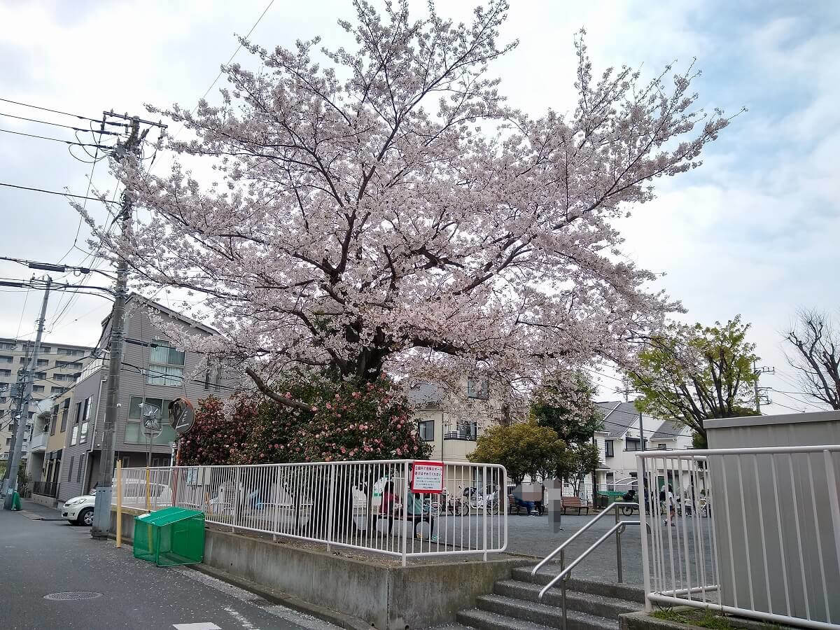 綱島上町中央公園の桜