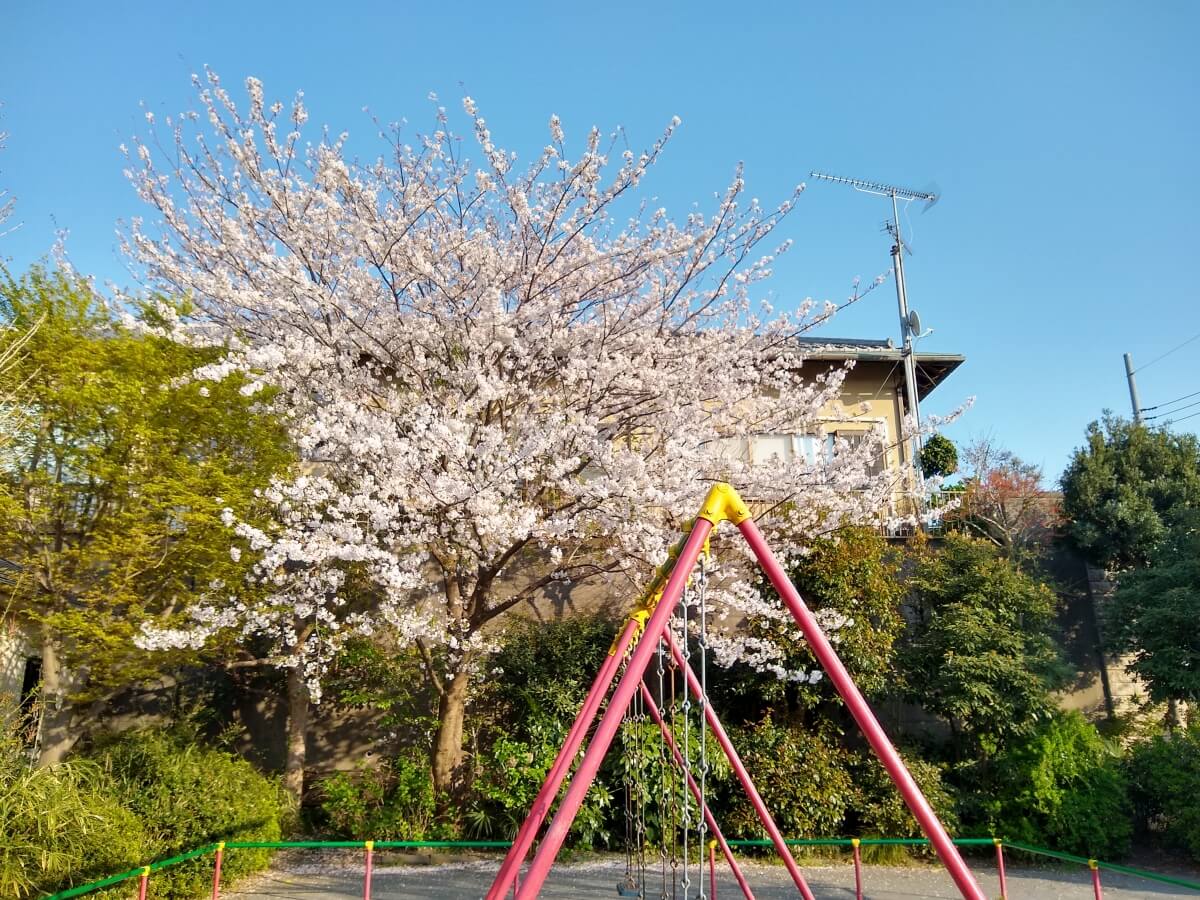 綱島西1丁目公園の桜