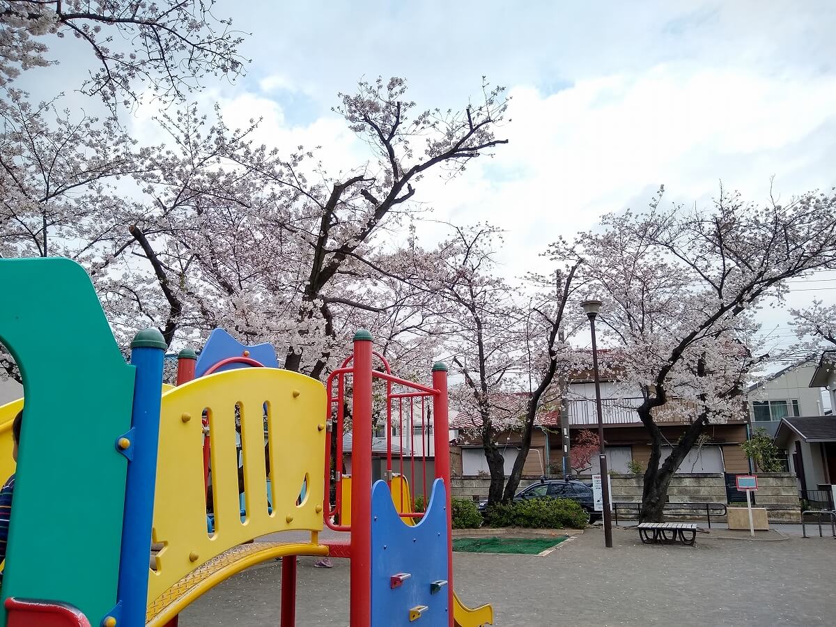 綱島西6丁目公園の桜