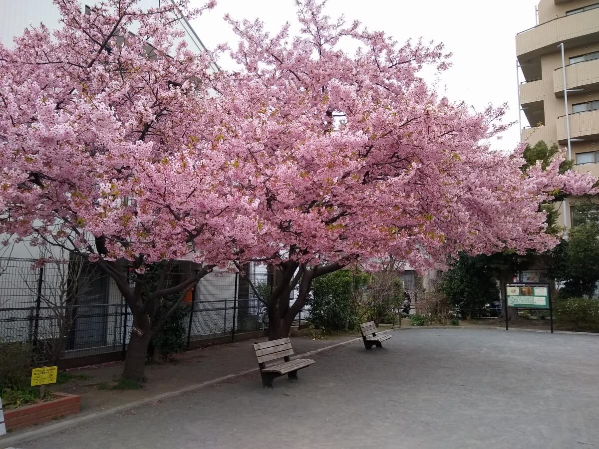 大曽根第二公園の河津桜