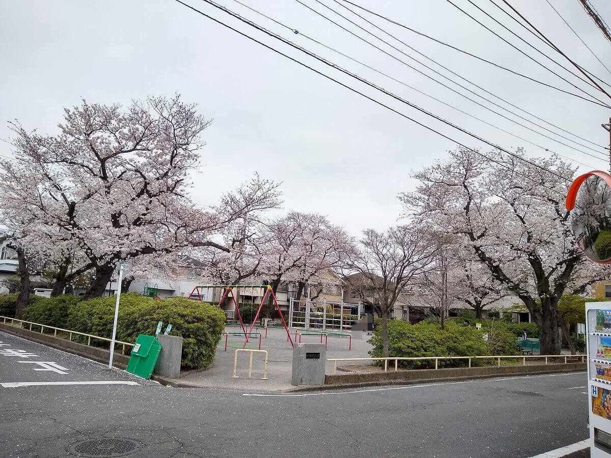 大曽根北公園の桜