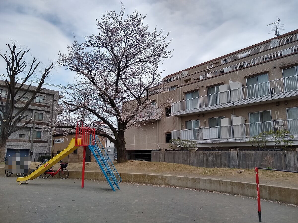 綱島東3丁目公園の桜