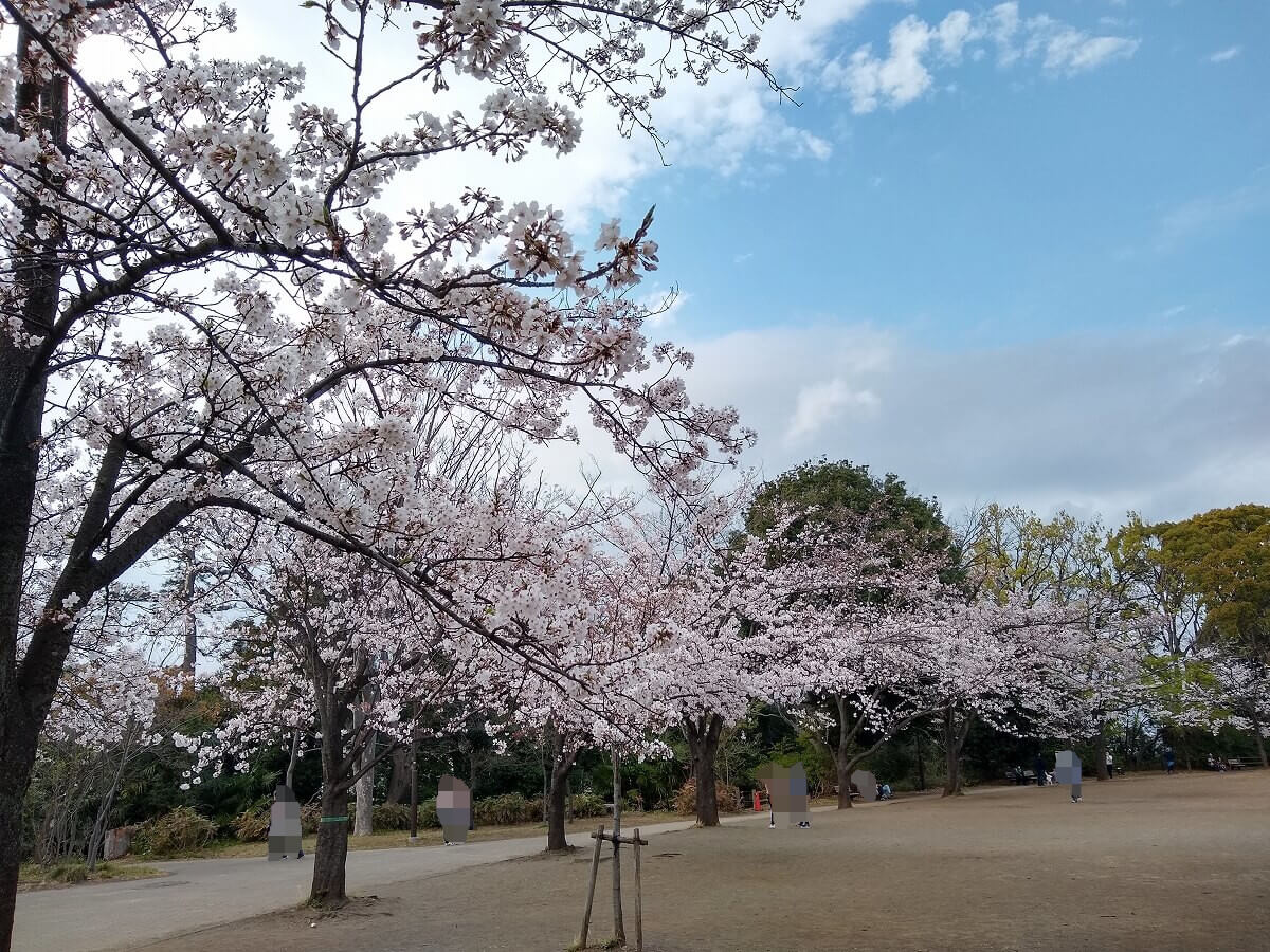 綱島公園の桜
