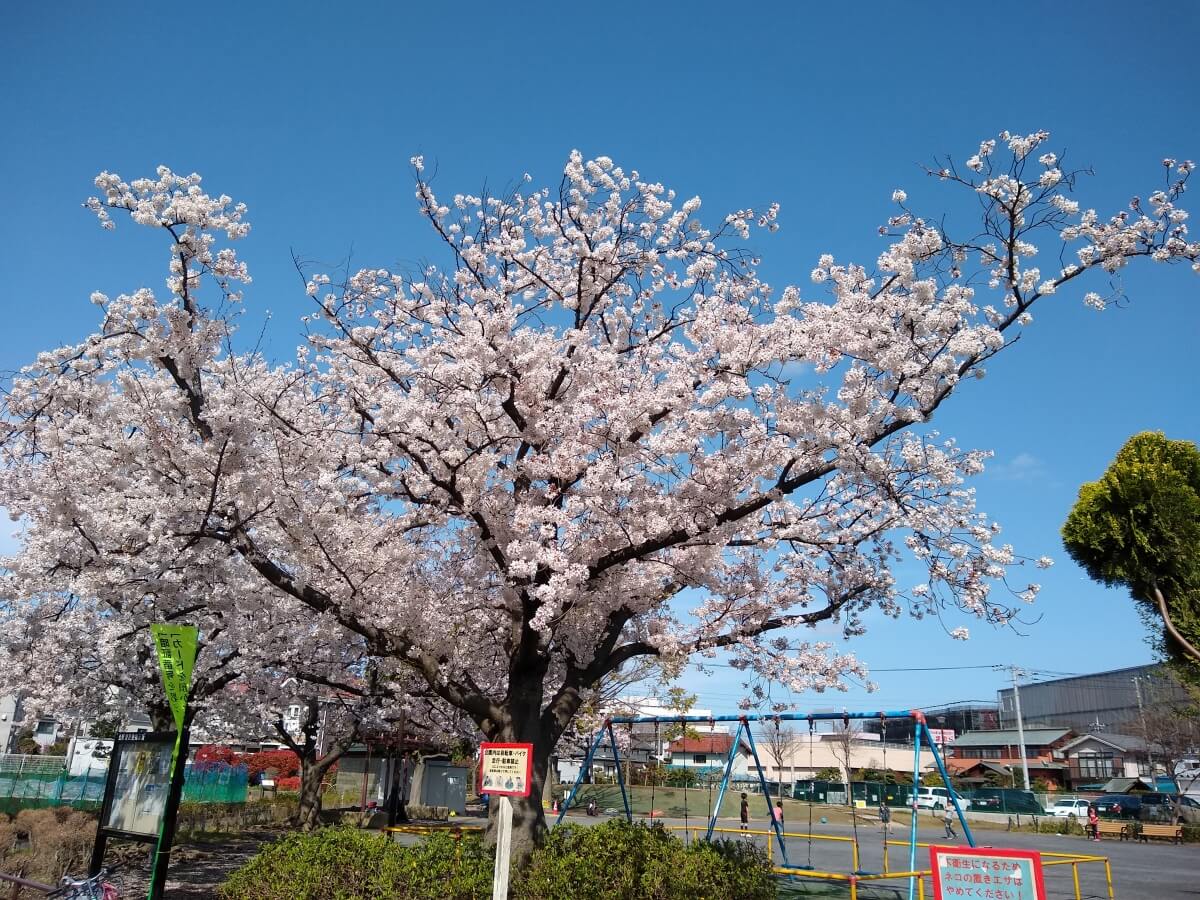 綱島東２丁目公園の桜