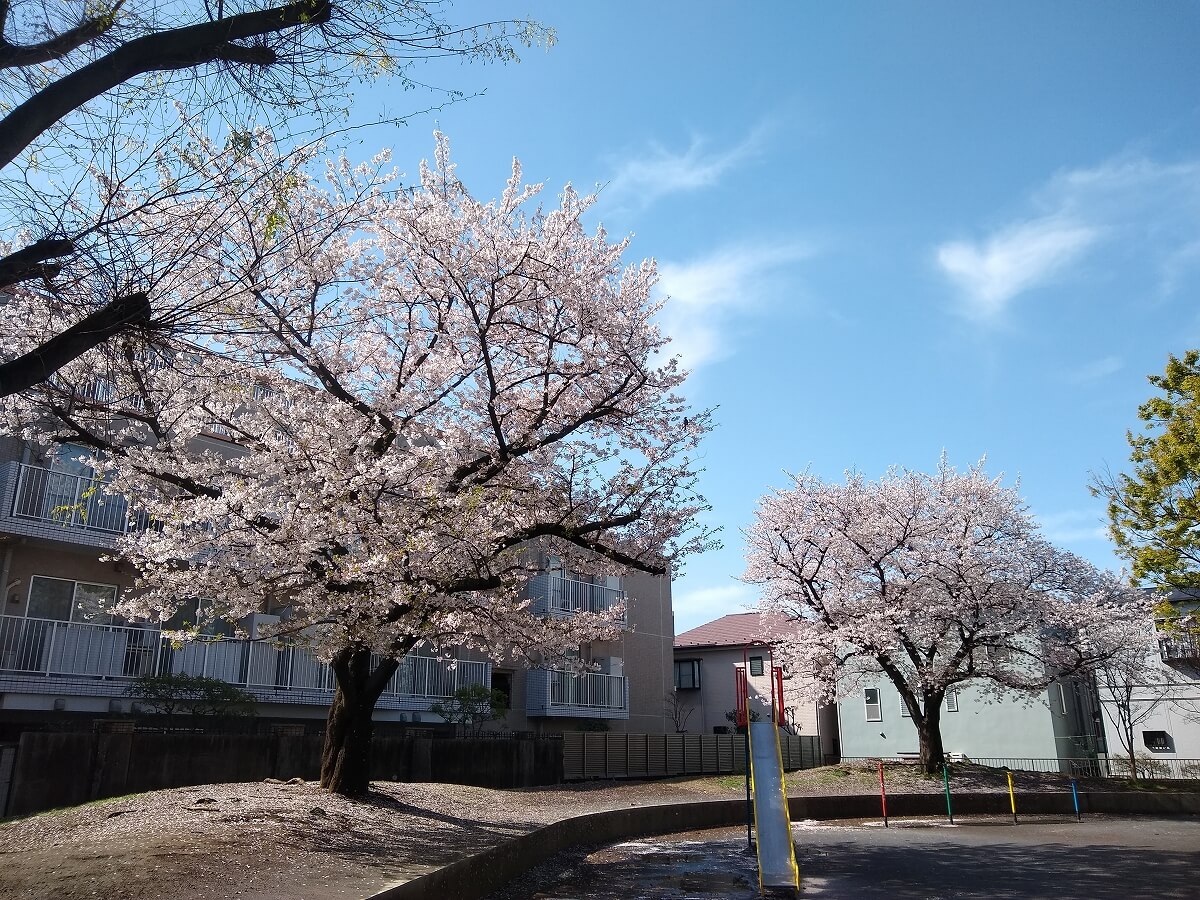 綱島東3丁目公園の桜