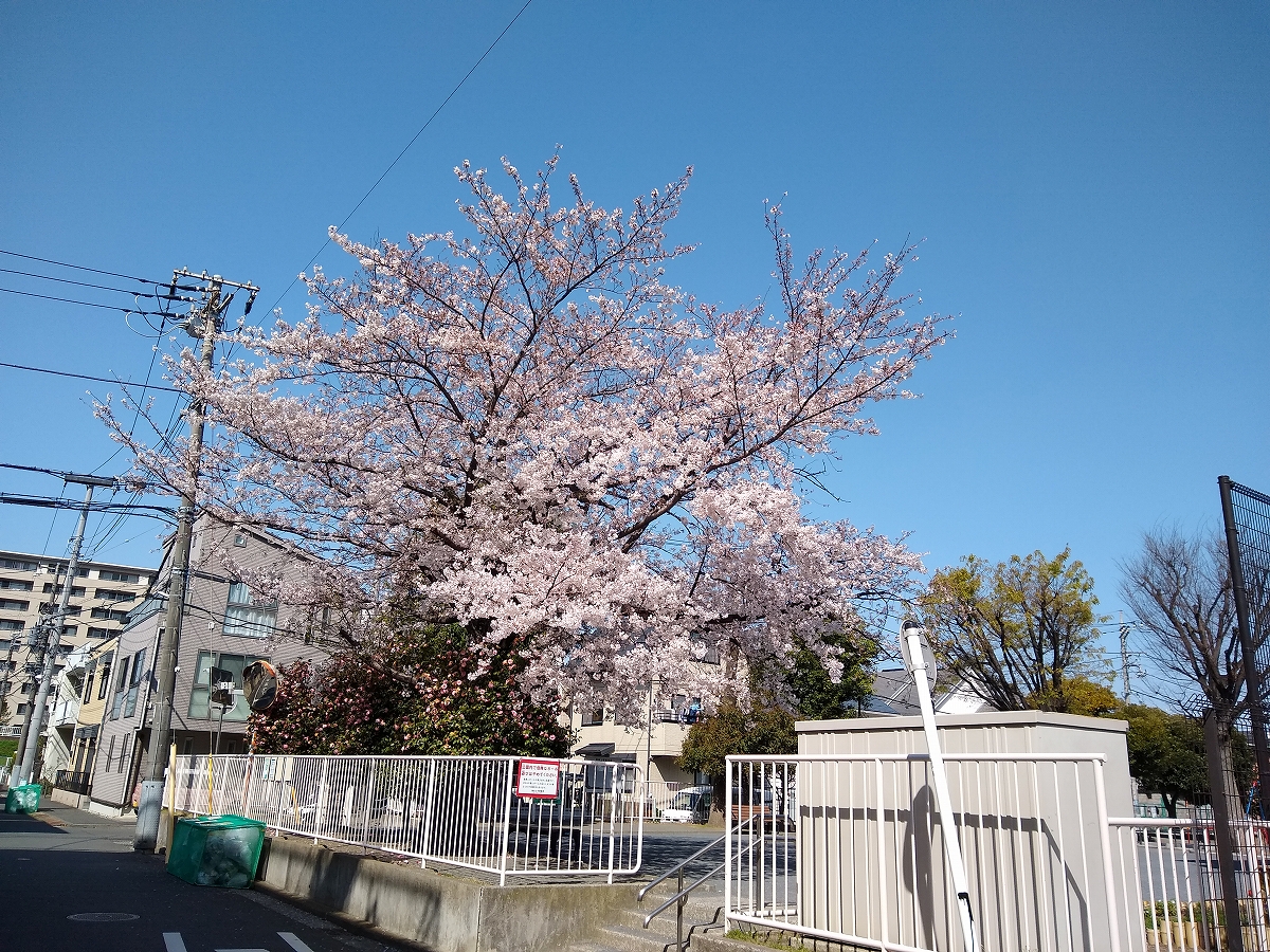 綱島上町中央公園の桜