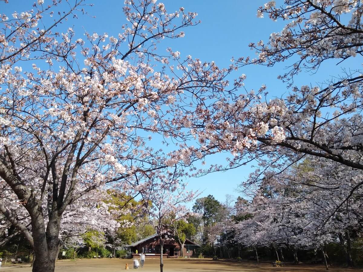 綱島公園の桜