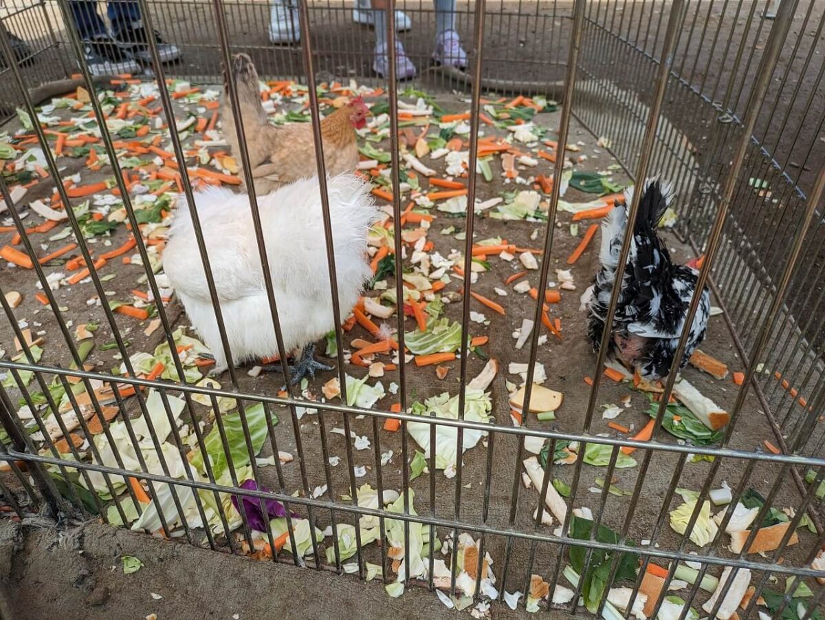 綱島公園移動動物園2024年6月（にわとり）