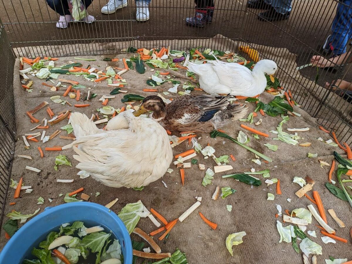綱島公園移動動物園2024年6月（にわとり）
