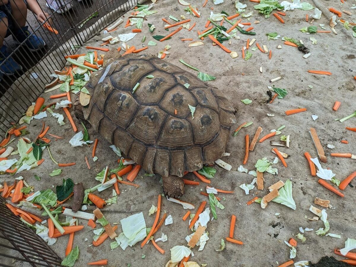 綱島公園移動動物園2024年6月（かめ）