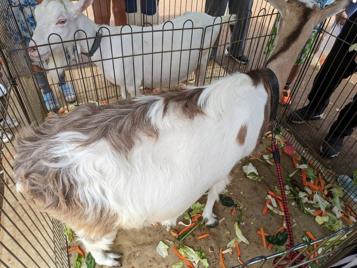 綱島公園移動動物園2024年6月（やぎ）