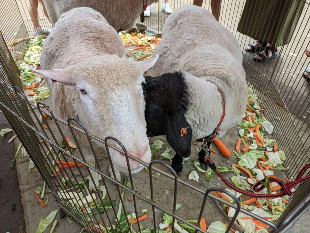 綱島公園移動動物園2024年6月（ひつじ）