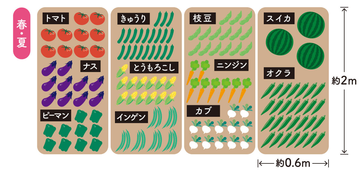 シェア畑植え付けイメージ（春夏）