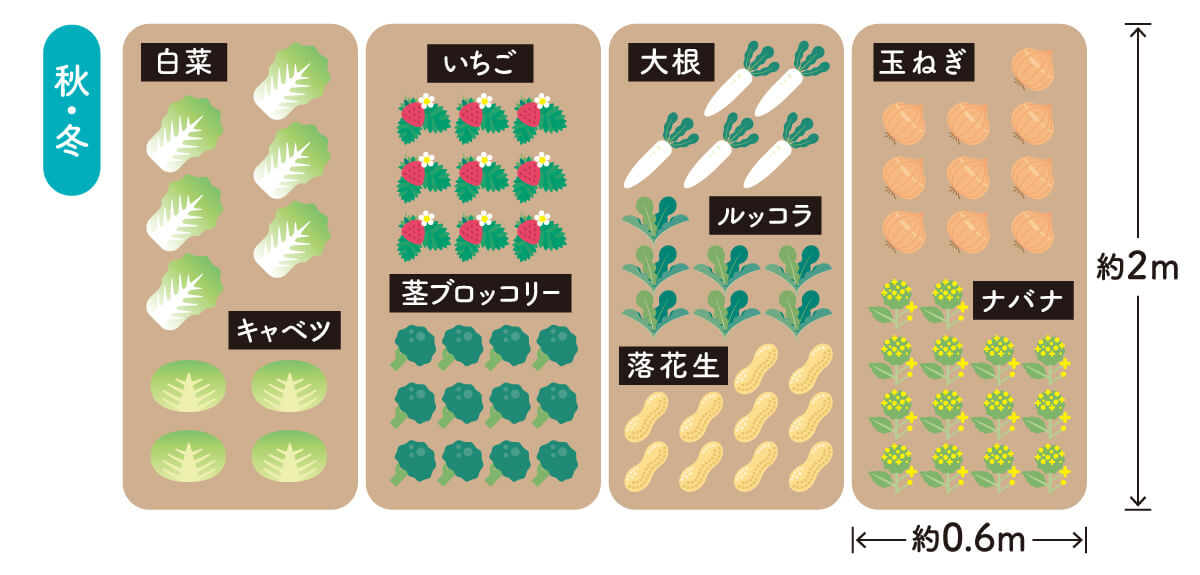 シェア畑植え付けイメージ（秋冬）