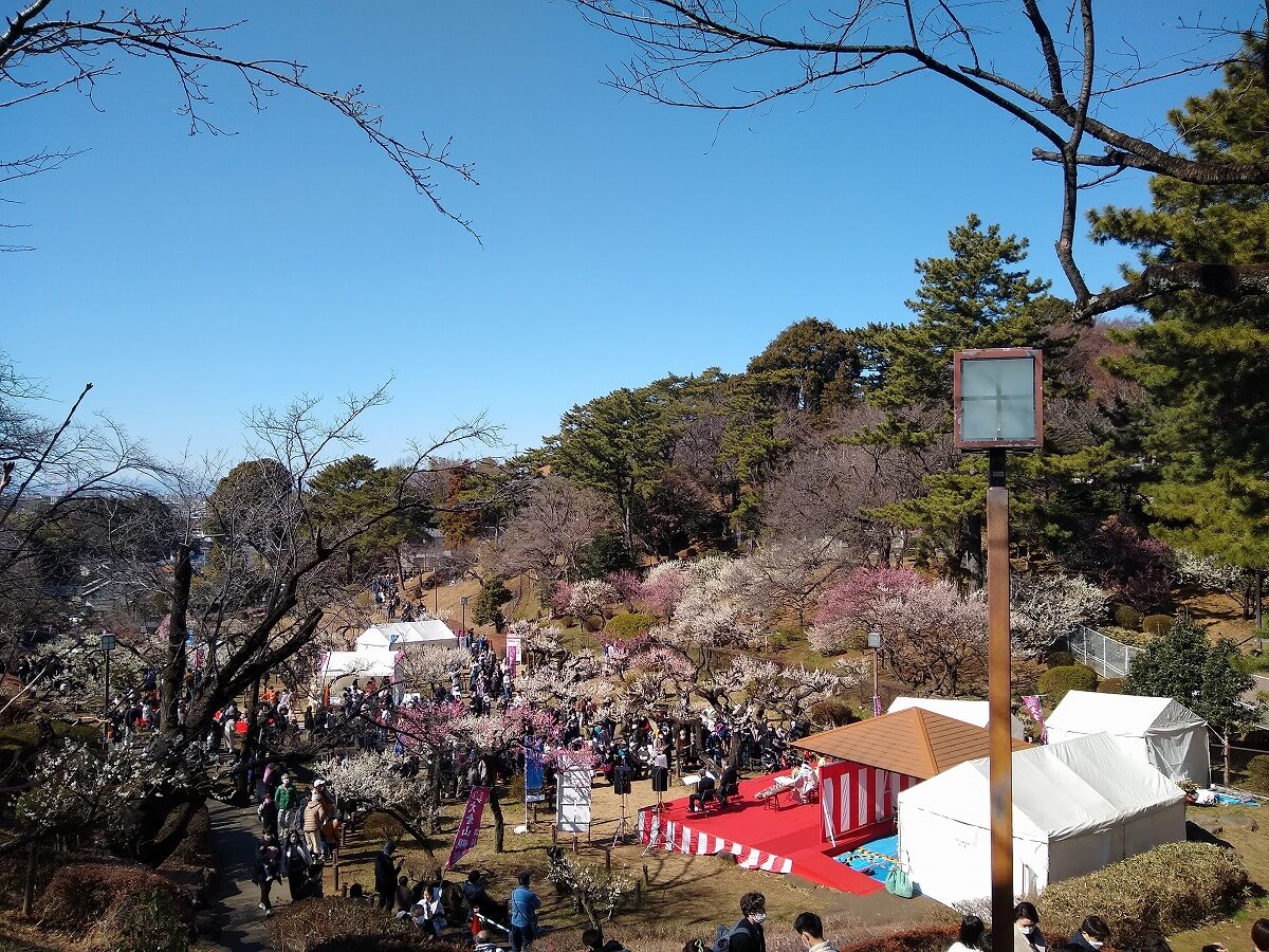大倉山観梅会2023年