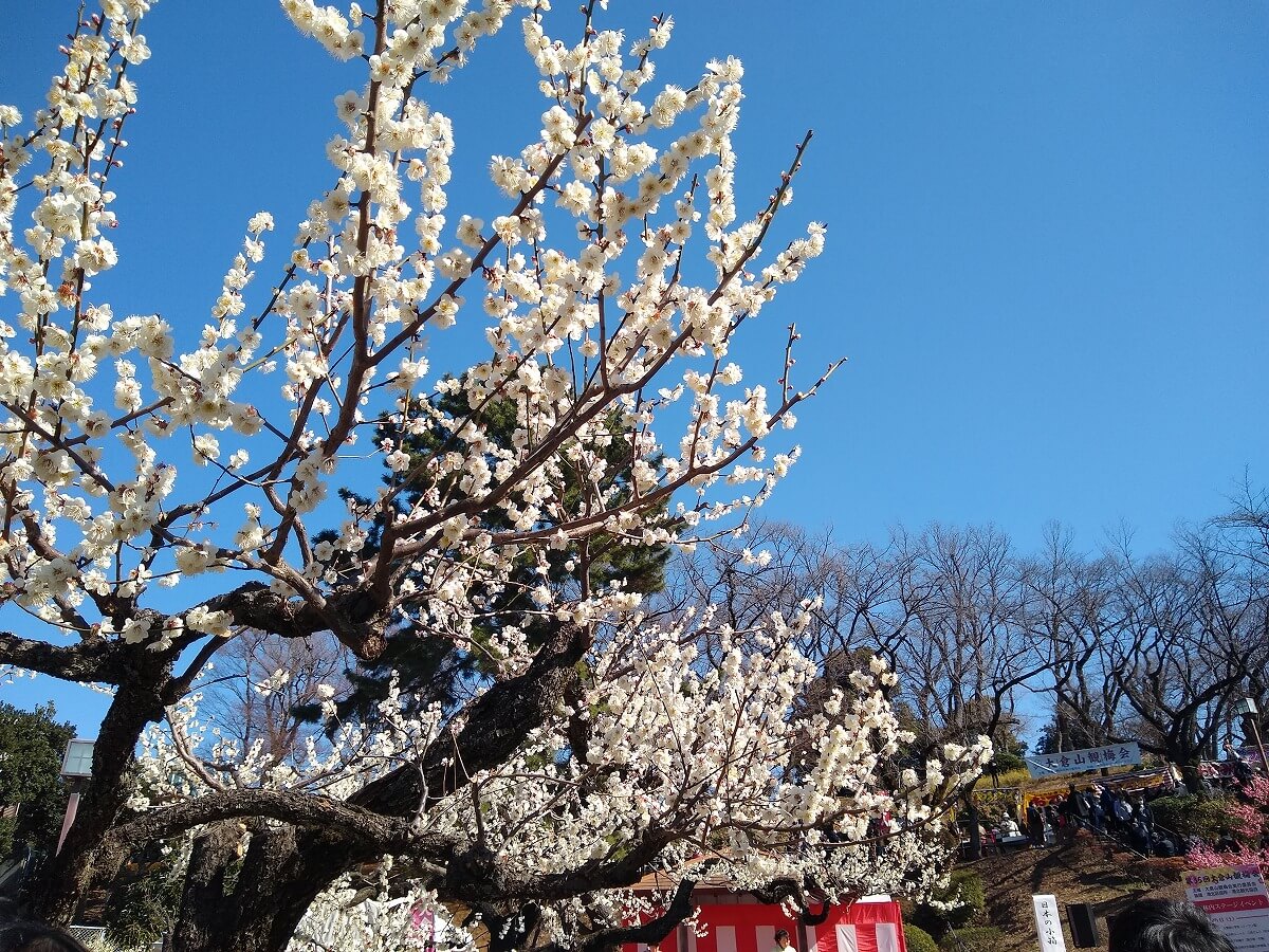 大倉山観梅会2023年