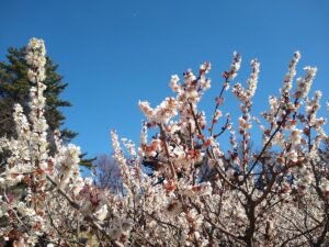 大倉山公園の梅林