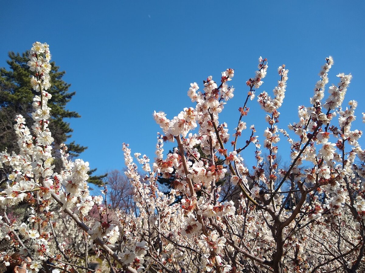 大倉山公園の梅林