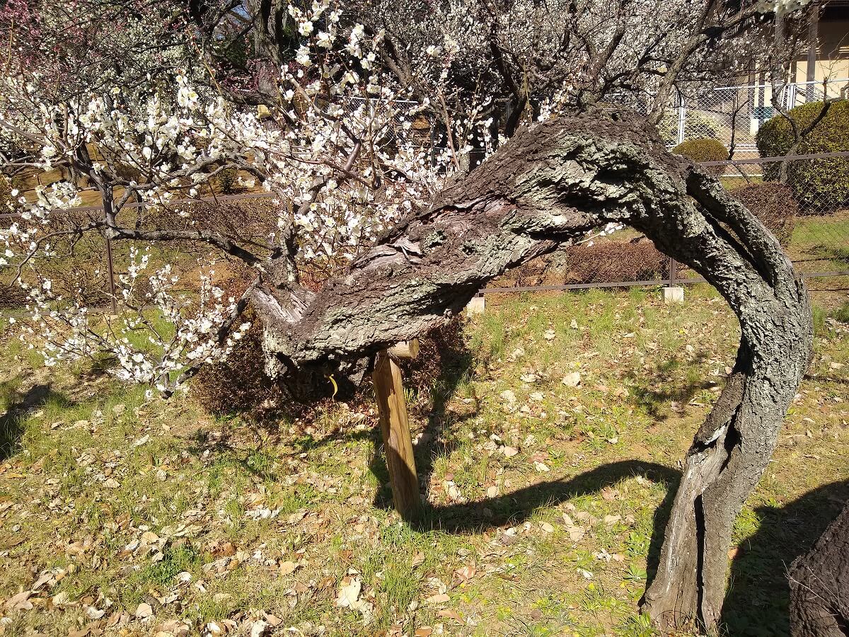 大倉山公園の梅林