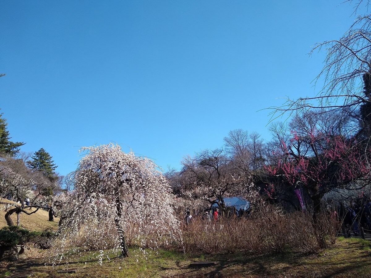 大倉山公園の梅林