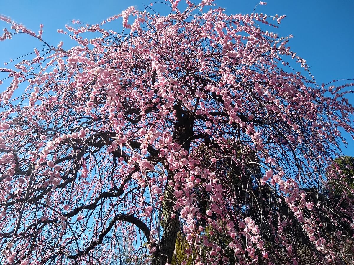 大倉山公園の梅林