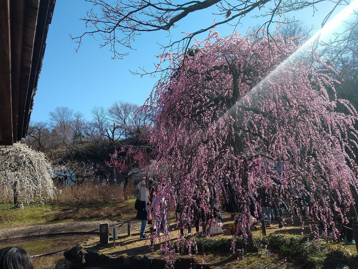 大倉山公園の梅林
