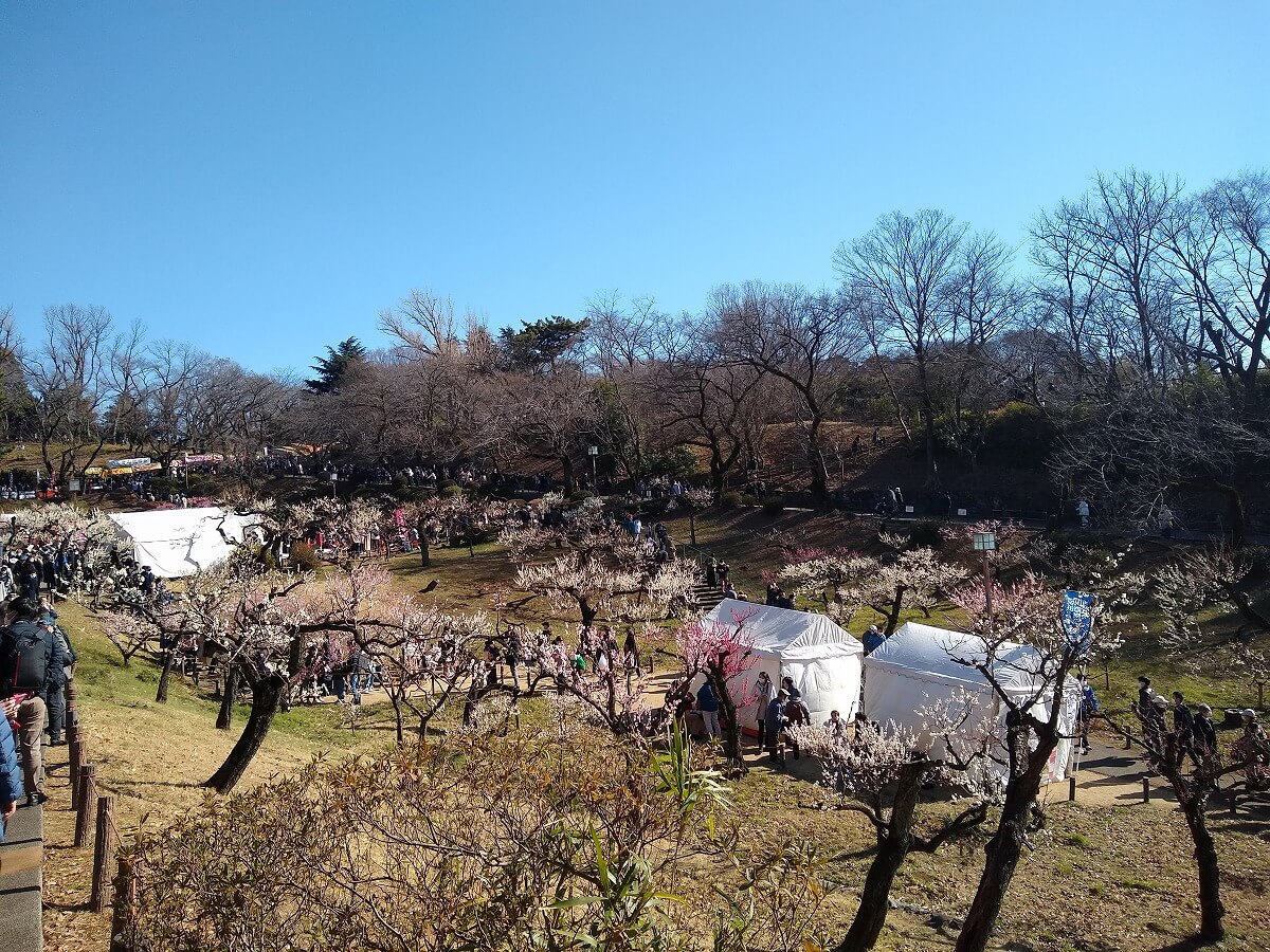 大倉山観梅会2023年