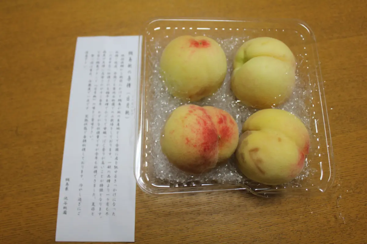 綱島の日月桃